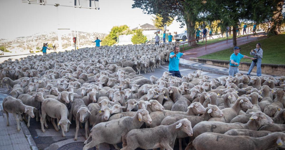 Un rebaño trashumante de Soria, procedente de Extremadura, realiza a