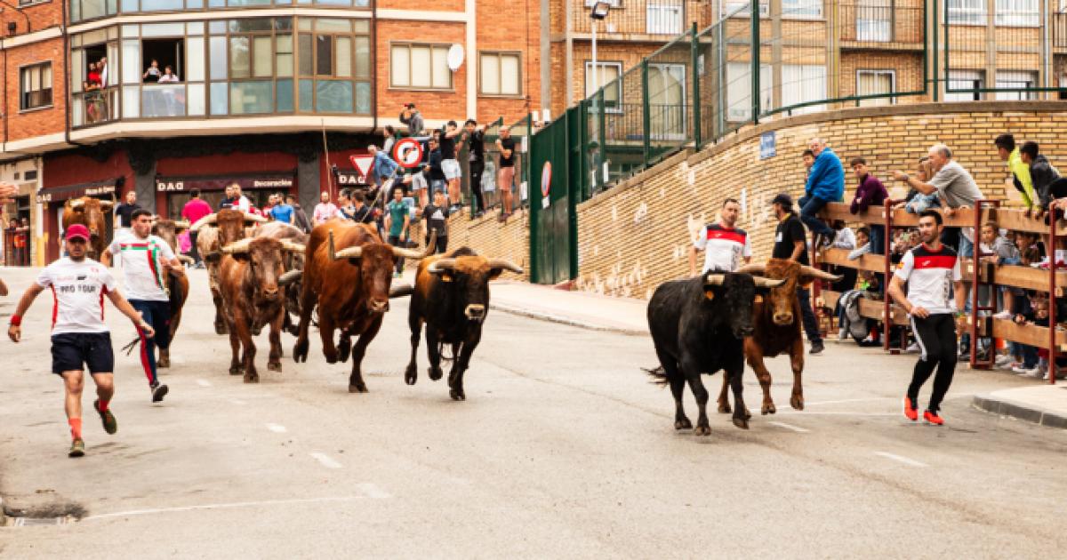 Working of the bulls in Soria in anticipation of the San Juan festivities (photographs)