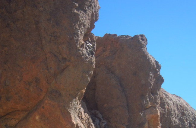 Uno de los cedros milenarios del Parque Nacional del Teide.-HDS
