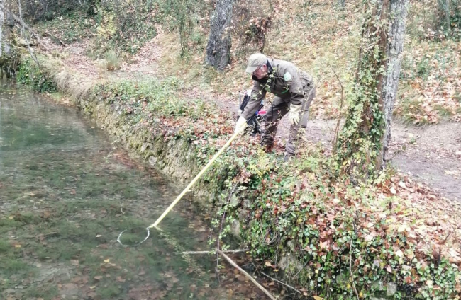 Los agentes medioambientales de Soria extraen los 'peces de colores' de la cascada de Fuentetoba. HDS