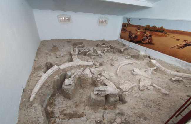Zona del yacimiento a cubierto con los restos de elefante (y uno de bóvido) expuestos in situ. ANTONIO CARRILLO