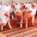 Cerdos de la explotación del municipio palentino de Guardo, donde ya se han testado los dos prototipos.-- AMMONIA TRAPPING