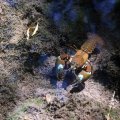 Un cangrejo de río en Soria