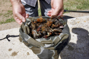 Una bolsa con cangrejos recién cogidos en una imagen de archivo.