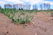 Estado del campo agrícola soriano ayer en la zona de Garray. / ÁLVARO MARTÍNEZ-