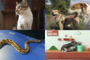 Distintas mascotas en el Día Mundial de los Animales celebrado esta semana.-HDS