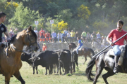 Los astados de San Juan, en una imagen del Lavalenguas 2015.-DIEGO MAYOR