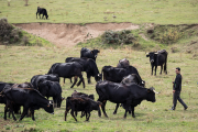 Animales de la explotación de vaca serrana en Taniñe.-GONZALO MONTESEGURO