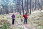 Los pastores dirigen a las ovejas junto a sus perros. --