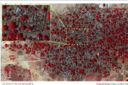Combo de fotografías por satélite de DigitalGlobal de antes y después del ataque a Baga. Las zonas rojas muestran la vegetación sana.-Foto: EFE / MICHAH FARFOUR