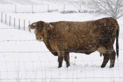 Una vaca pasta en un prado que se encuentra nevado en Lugo, Galícia.-Foto:   EFE/ ELISEO TRIGO
