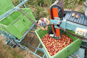 Recogida de manzanas en la finca de Nufri. / VALENTÍN GUISANDE-
