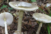 Ejemplares de Amanitas Phalloides.-