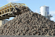 Miles de toneladas de remolacha llegan cada año a la planta de Acor en Olmedo (Valladolid).-- J. M. LOSTAU