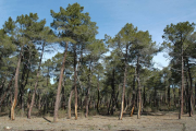 Uno de los pinares de Almazán.-V. Guisande