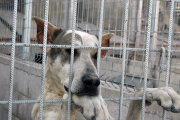 Un perro en una perrera. HDS