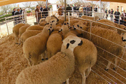 El lechazo de calidad es la apuesta de Ovigormaz, cooperativa de ganaderos de ovino que ha conseguido el reconocimiento de la IGP para la raza ojalada. /  F.S.-