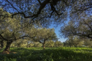 Campo de olivos en el norte de la provincia de Valencia.-MIGUEL LORENZO