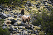 Un programa mostrará cómo convivir con los osos en Picos de Europa y la Montaña Palentina-- ICAL