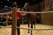 Uno de los jóvenes caballos de carrera, valorado en 1.200.000 euros, que se vendieron en la puja del domingo 16 de agosto en las cuadras de Elie de Brignac en Deauville.-Foto:   AFP / CHARLY TRIBALLEAU