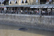 La ballena, en uno de los diques del barrio de Puerto Madero, en Buenos Aires.-Foto: EFE