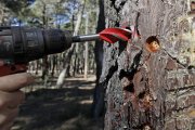 Resinación en Tardelcuende - Mario Tejedor