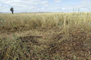 Ya son casi 7.000 hectáreas arrasadas por el pedrisco en Soria.-LUIS ÁNGEL TEJEDOR