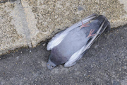 Una de las palomas aparecidas muertas en la capital. / VALENTÍN GUISANDE-