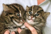 Dos gatos salvajes nacidos en un zoo de Sydney en el 2002.-REUTERS / MARK BAKER