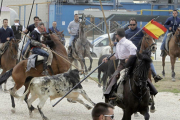 Los caballistas trabajan para controlar a una res en La Saca de este año.-LUIS ÁNGEL TEJEDOR