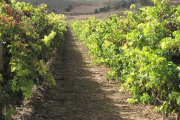 Panorámica de unos viñedos ubicados en la zona de Atauta. / JAVIER NICOLÁS-