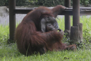 Ozon, el orangután del zoo de Bandung (Indonesia), tristemente famoso por fumar la colilla lanzada por un turista.-DA (AP)