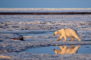 Un oso polar, en el ártico.-SUBHANKAR BANERJEE