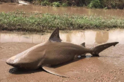 El tiburón toto en medio de la carretera rural de Ayr, en Queensland, Australia.-