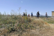 La maleza cubre parte del recorrido del yacimiento de Numancia buena parte del año.-DIEGO MAYOR