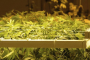 Plantas de marihuana.-EFE