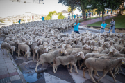 Las merinas a su paso por la ciudad camino de Tierras Altas.-GONZALO MONTESEGURO