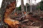 Acción de los castores sobre los árboles.-