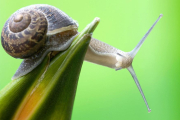 Imagen de un caracol-HDS