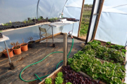 Cultivo de hortalizas en un invernadero, la única opción viable de producir en Burgos en esta época del año.-ECB