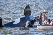 La falsa orca es remontada por un barco pesquero tras quedarse boca arriba, cerca del puerto de Astoria.-Foto: AP