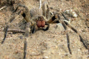 Araña errante del brasil o araña banano.-Foto:  TECHUSER