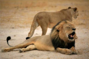 Cecil, el león más famoso de Zimbabue.-Foto: EFE