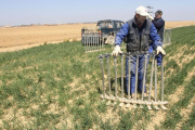 Varios agricultores preparando las tuberías para el riego por aspersión en una finca de cereal en Piña de Campos(Palencia)-Brágimo