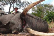 El doctor Jan Casmir Seski, con un elefante, en una imagen colgada en Facebook en septiembre del 2014.-Foto: GRIZZLY STIK FACEBOOK