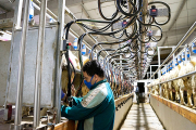 Sala de ordeño de una de las explotaciones asociadas a Opecyl, la Organización de Productores de Leche de Oveja de Castilla y León. / OPECYL
