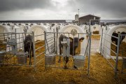 Granja de vacas en Caparroso Valle de Odieta - MARIO TEJEDOR (58)