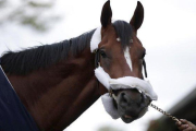 Maximum Security, el caballo ganador, pero descalificado, del último Kentucky Derby.-AP / JULIO CORTEZ