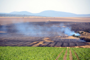 Superficie de cereal afectada por el fuego originado por la chispa de una cosechadora en el término de Noviercas.-ÁLVARO MARTÍNEZ