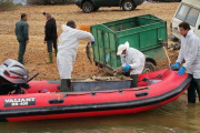 Operarios de la Junta con la ayuda de la embarcación de la CHD, recogen carpas muertas del embalse de La Cuerda del Pozo-ICAL